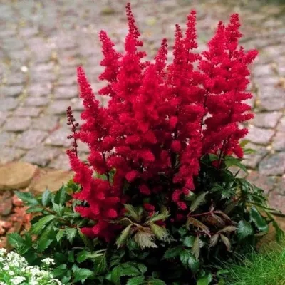 Астильба ГЛАТ Арендса — описание сорта Астильба ГЛАТ Арендса в Нижнем Тагиле