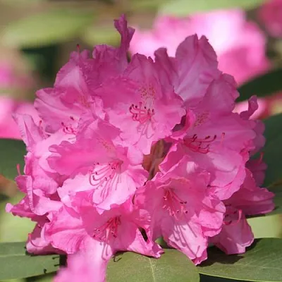 Рододендрон ЛУМИНА в Нижнем Тагиле