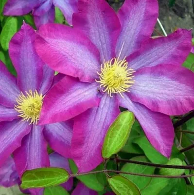 Клематис КАКИО в Нижнем Тагиле