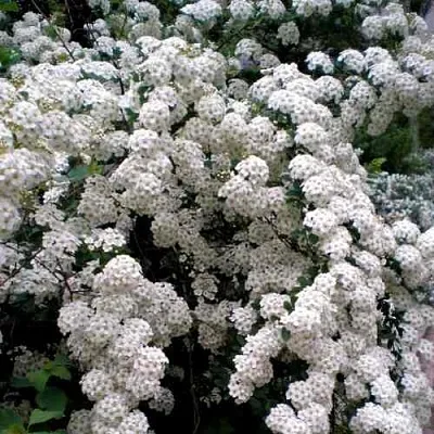 Спирея ВАНГУТТА в Нижнем Тагиле