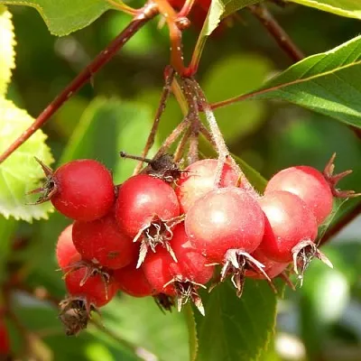 Боярышник ШАМИЛЬ  Боярышник ШАМИЛЬ в Нижнем Тагиле