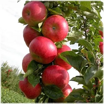 Яблоня ОСТАНКИНО колонновидная в Нижнем Тагиле