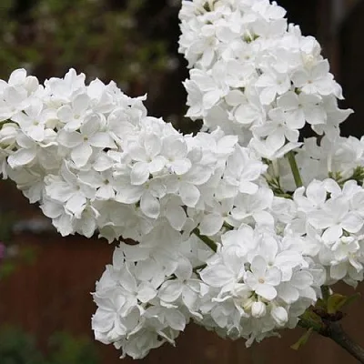 Сирень ФЛОРА  Сирень ФЛОРА в Нижнем Тагиле