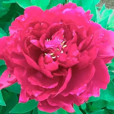 Пион ОСТРОВНОЙ МИНИСТР древовидный  Пион ОСТРОВНОЙ МИНИСТР древовидный в Нижнем Тагиле