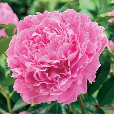 Пион МИСС ЭКХАРТ травянистый  Пион МИСС ЭКХАРТ травянистый в Нижнем Тагиле