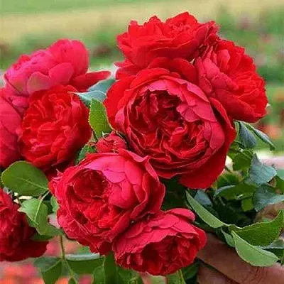 Саженцы роз ФЛОРЕНТИНА плетистая  Саженцы роз ФЛОРЕНТИНА плетистая в Нижнем Тагиле