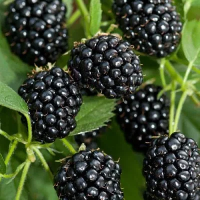 Ежевика АГАВАМ в Нижнем Тагиле