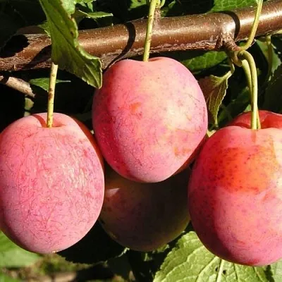 Слива ВИКТОРИЯ  Слива ВИКТОРИЯ в Нижнем Тагиле