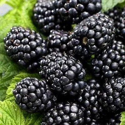 Ежевика БЖЕЗИНА бесшипная в Нижнем Тагиле