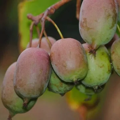 Актинидия ГИБРИДНАЯ КОЛБАСИНОЙ в Нижнем Тагиле