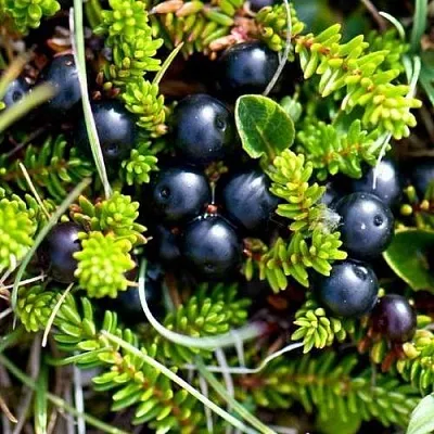 Водяника в Нижнем Тагиле