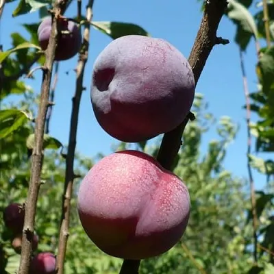 Плумкот ВЕЙ ВОНГ  Плумкот ВЕЙ ВОНГ в Нижнем Тагиле