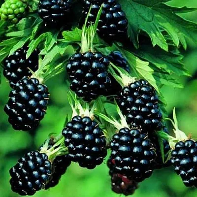 Ежевика КИТАНИНИ бесшипная в Нижнем Тагиле