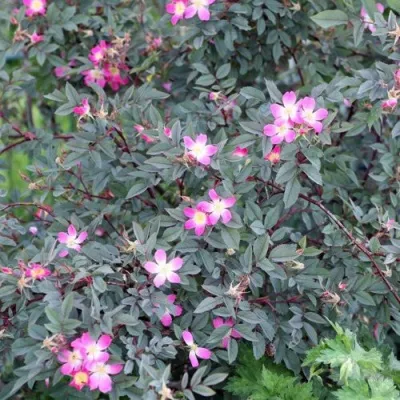 Саженцы роз сизая — описание сорта Саженцы роз сизая в Нижнем Тагиле