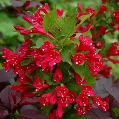 Вейгела РЕД ПРИНЦ  Вейгела РЕД ПРИНЦ в Нижнем Тагиле