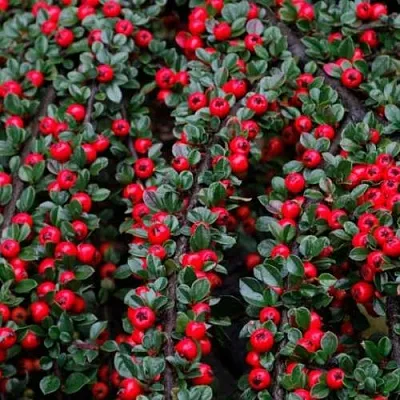 саженцы кизильника