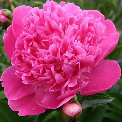 Пион ЭДУЛИС СУПЕРБА травянистый  Пион ЭДУЛИС СУПЕРБА травянистый в Нижнем Тагиле