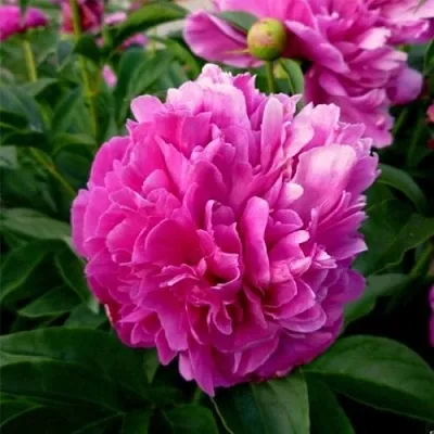 Пион ФЕЛИКС КРАУССЕ травянистый  Пион ФЕЛИКС КРАУССЕ травянистый в Нижнем Тагиле