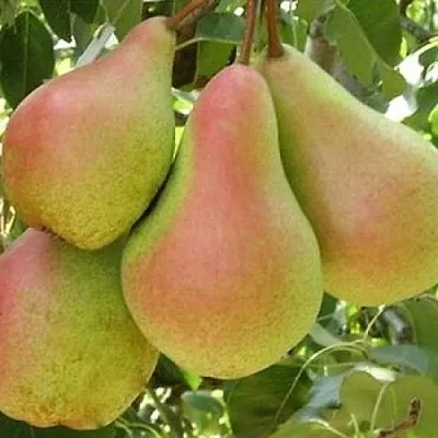 Груша ЛЕСНАЯ КРАСАВИЦА  Груша ЛЕСНАЯ КРАСАВИЦА в Нижнем Тагиле