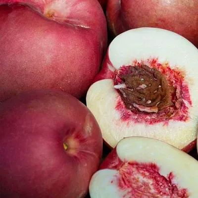 НЕКТАПЛЮМ  НЕКТАПЛЮМ в Нижнем Тагиле