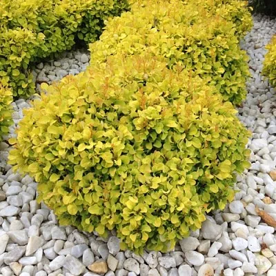 Барбарис БОНАНЗА ГОЛД тунберга в Нижнем Тагиле