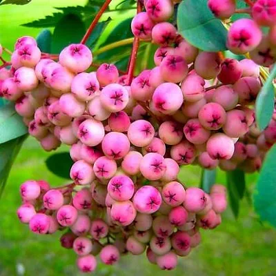 Рябина ПИНК сладкоплодная  Рябина ПИНК сладкоплодная в Нижнем Тагиле