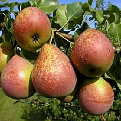 Груша МРАМОРНАЯ  Груша МРАМОРНАЯ в Нижнем Тагиле