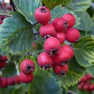 Боярышник АРНОЛЬДА  Боярышник АРНОЛЬДА в Нижнем Тагиле