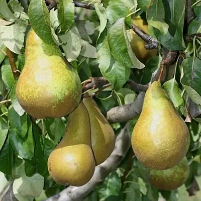 Груша САПФИРА колонновидная  Груша САПФИРА колонновидная в Нижнем Тагиле