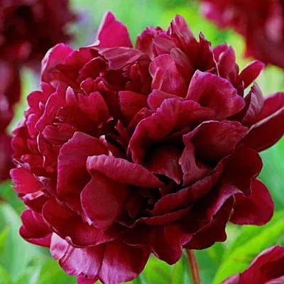 Пион АРМАНИ травянистый  Пион АРМАНИ травянистый в Нижнем Тагиле