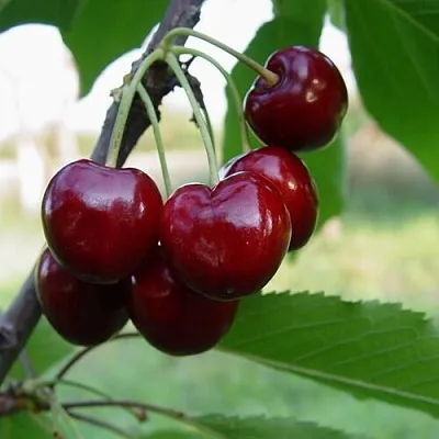 Черешня СТЕЛЛА  Черешня СТЕЛЛА в Нижнем Тагиле