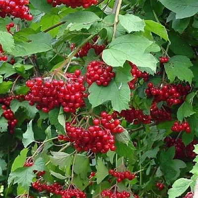 Калина КОМПАКТУМ  Калина КОМПАКТУМ в Нижнем Тагиле