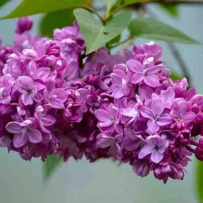 Сирень  в Нижнем Тагиле