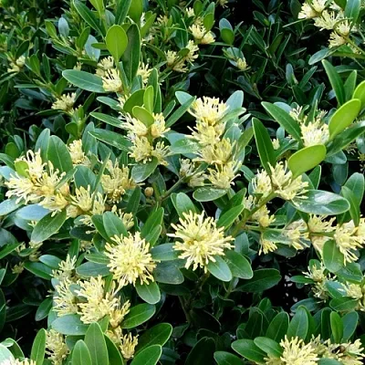 Самшит в Нижнем Тагиле