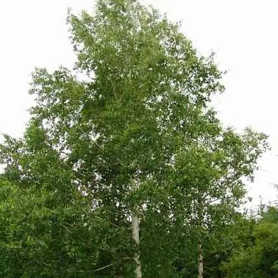 Береза бородавчатая  Береза бородавчатая в Нижнем Тагиле