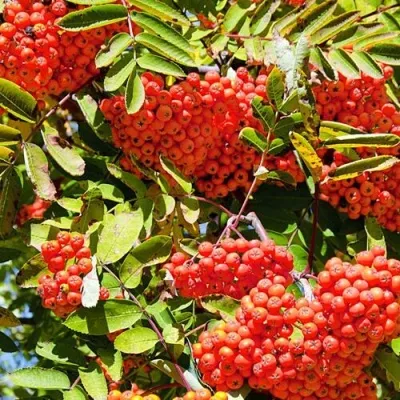 Рябина СОРБИНКА сладкоплодная — описание сорта Рябина СОРБИНКА сладкоплодная в Нижнем Тагиле