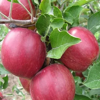 Яблони Московское Ожерелье колонновидная в Нижнем Тагиле