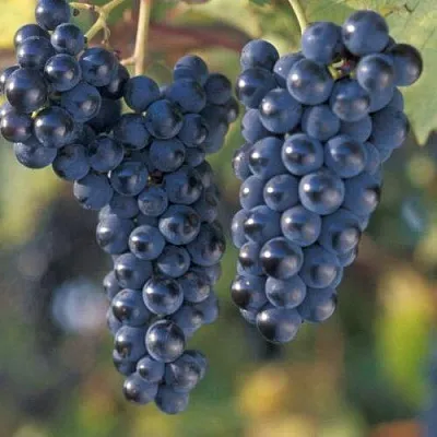 Виноград МАРКЕТТ  Виноград МАРКЕТТ в Нижнем Тагиле