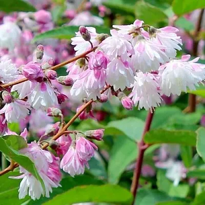 Дейция в Нижнем Тагиле