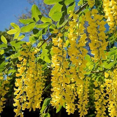 Бобовник в Нижнем Тагиле