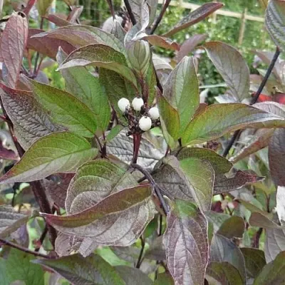 Дерен КЕССЕЛЬРИНГИ  Дерен КЕССЕЛЬРИНГИ в Нижнем Тагиле