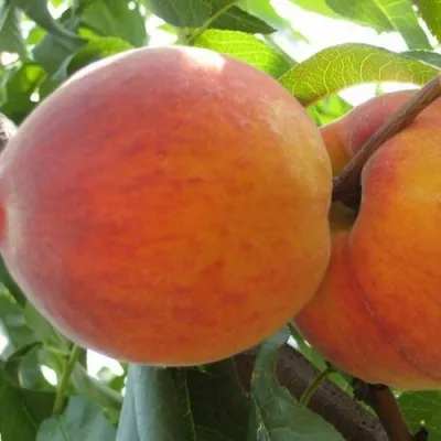 Персик СОЧНЫЙ — описание сорта Персик СОЧНЫЙ в Нижнем Тагиле
