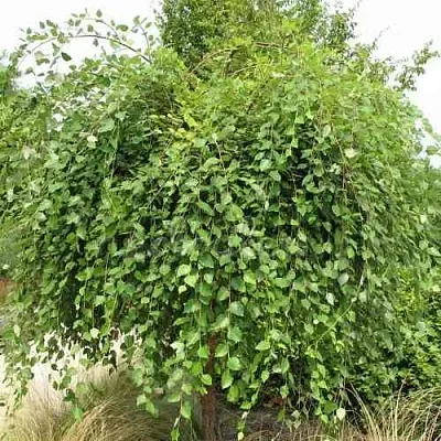 Береза САММЕР КАСКАД черная  Береза САММЕР КАСКАД черная в Нижнем Тагиле