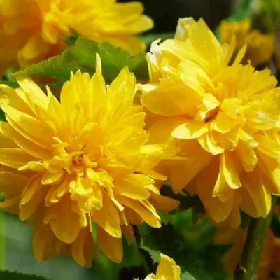 Керрия японская АУРЕОВАРИЕГАТТА в Нижнем Тагиле