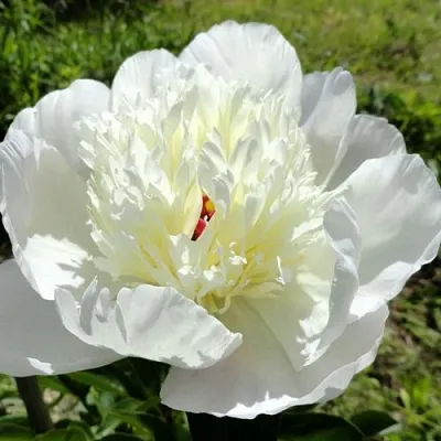 Пион ИММАКУЛИ травянистый  Пион ИММАКУЛИ травянистый в Нижнем Тагиле