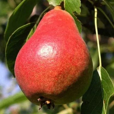 Груша НАРЯДНАЯ ЕФИМОВА  Груша НАРЯДНАЯ ЕФИМОВА в Нижнем Тагиле