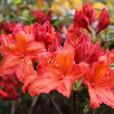 Азалия ЛИЛИНШТЕЙН японская  Азалия ЛИЛИНШТЕЙН японская в Нижнем Тагиле