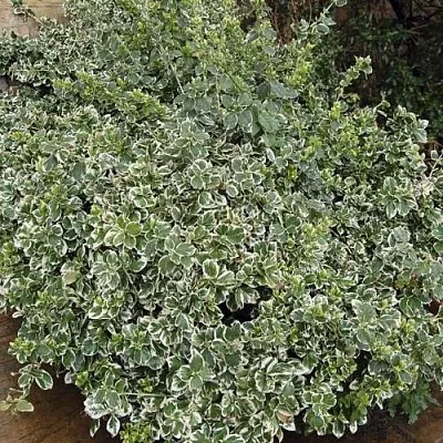 Бересклет ЭМЕРАЛЬД ГАИТИ форчуна в Нижнем Тагиле