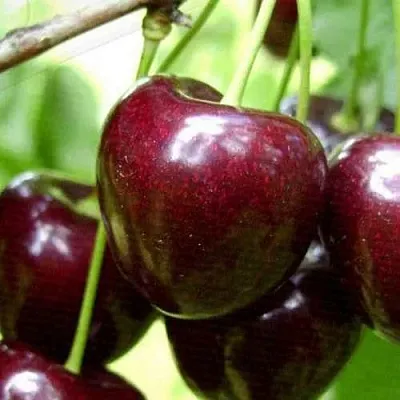 Черешня РОССОШАНСКАЯ КРУПНАЯ  Черешня РОССОШАНСКАЯ КРУПНАЯ в Нижнем Тагиле