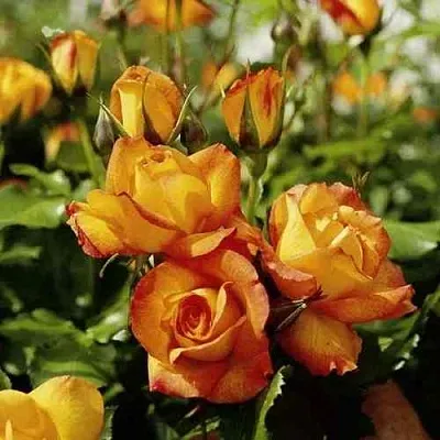 Саженцы роз САХАРА плетистая  Саженцы роз САХАРА плетистая в Нижнем Тагиле